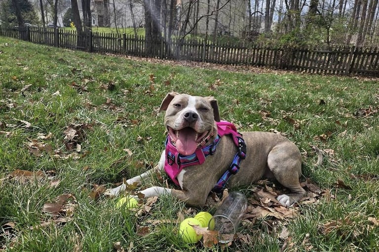 A happy dog in a pink harness lies on a grassy lawn, surrounded by tennis balls.
