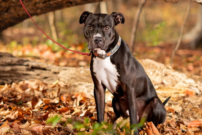 Black and white dog sits attentively on autumn leaves in a forest.