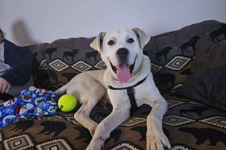 A happy white dog with a black harness lies on a patterned sofa, tongue out. 