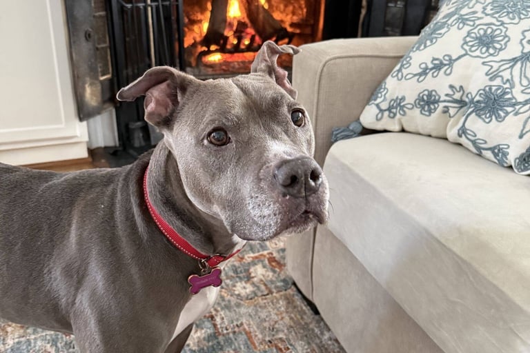 A gray dog with a red collar stands on a patterned rug, gazing up curiously. Behind, a cozy fireplace glows warmly.