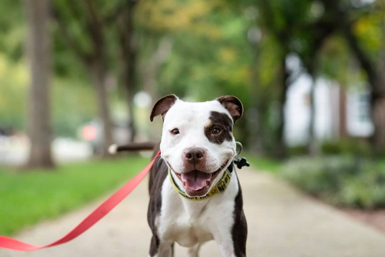Brown and white dog with a red leash, walking on a path in a green, tree-filled park. 
