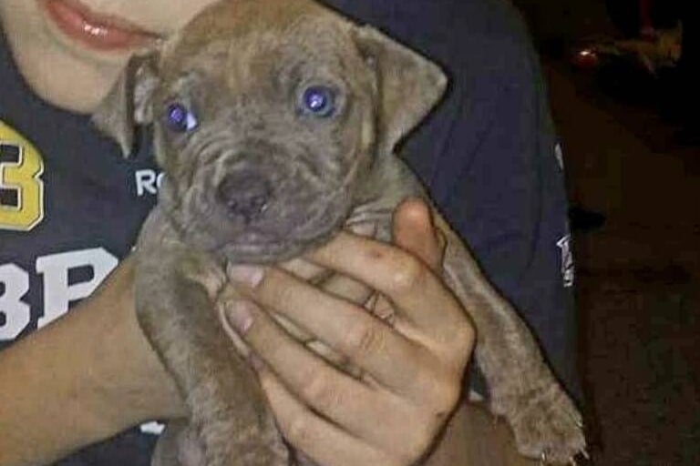 A person gently holds a small, brown puppy with striking blue eyes, conveying warmth and affection. 