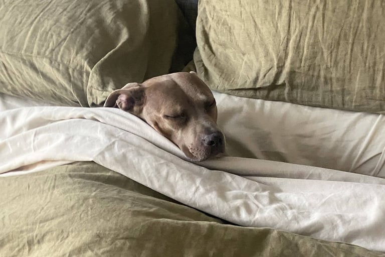 A brown dog sleeps peacefully tucked under cream sheets on a bed with green pillows.