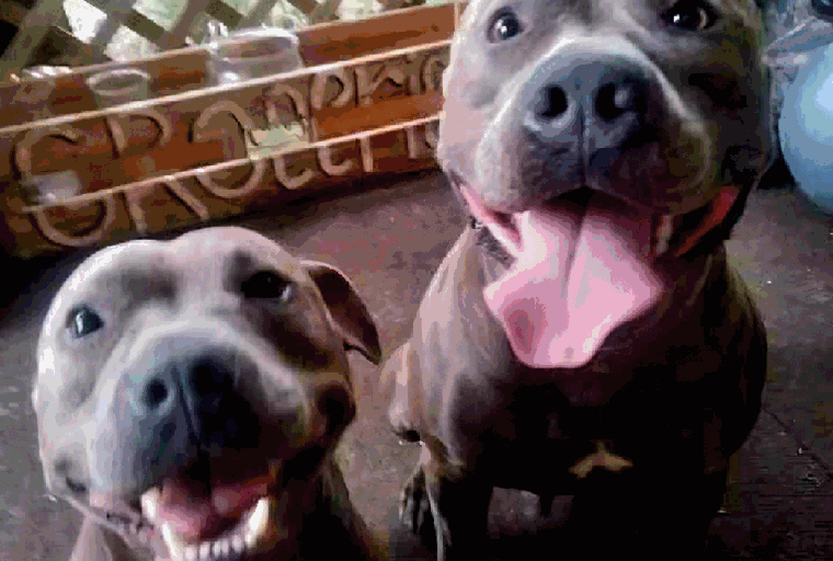 Two happy dogs with wide smiles sit in front of a lattice fence. 