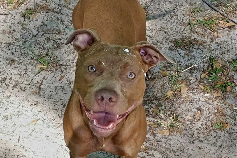 Brown dog standing on sandy ground, looking up with a joyful expression. 