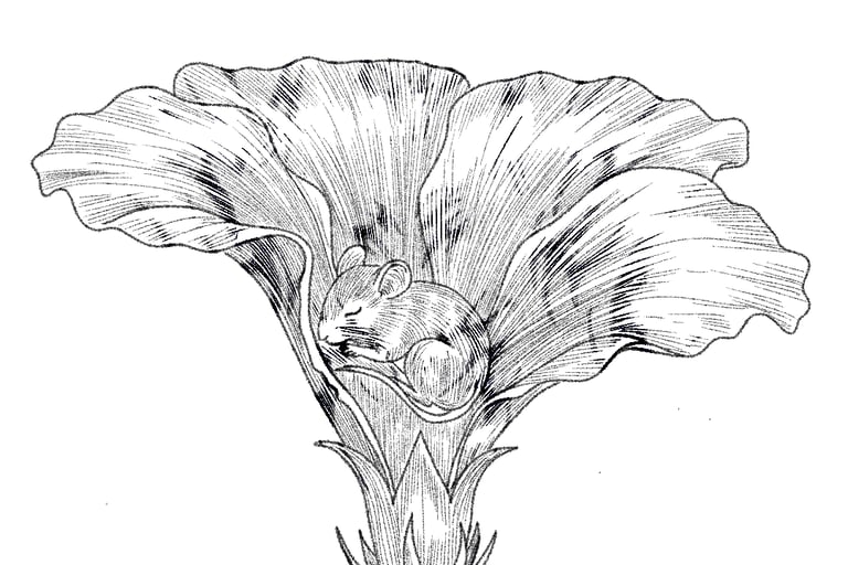 Black and white ink drawing of a tiny harvest mouse sleeping inside a blooming flower petal.