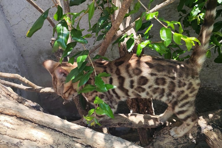 A spotted Bengal kitten climbing on outdoor tree branches with lush green leaves.