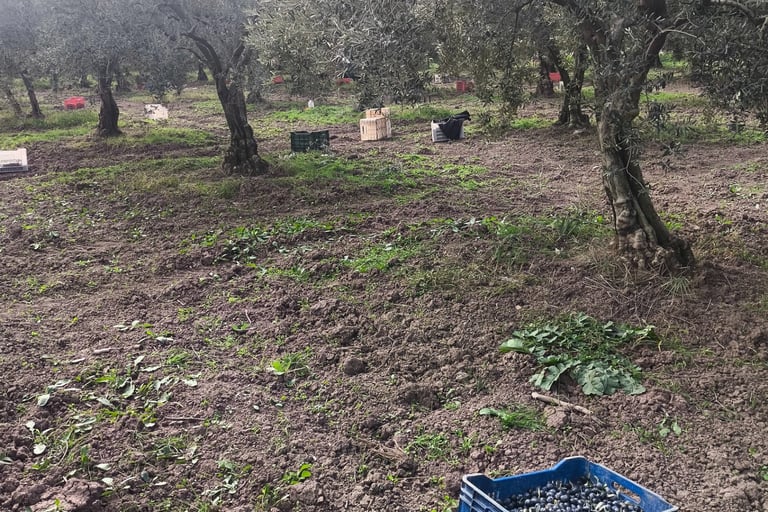 a crate of grapes in a field with a crate of grapes