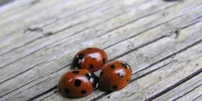 Lady Bug