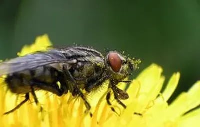Bug flying on flower