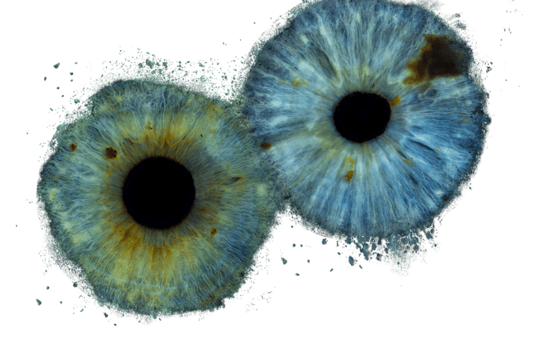 Professional close up image of two irises