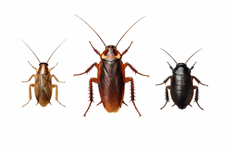 GERMAN ROACH , AMERCAN ROACH, ORIENTAL ROACH 