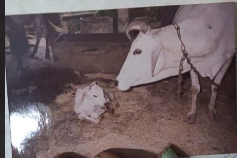 Ganga and her calf at Gaura Organic farm (1995), symbolizing natural farming and animal care