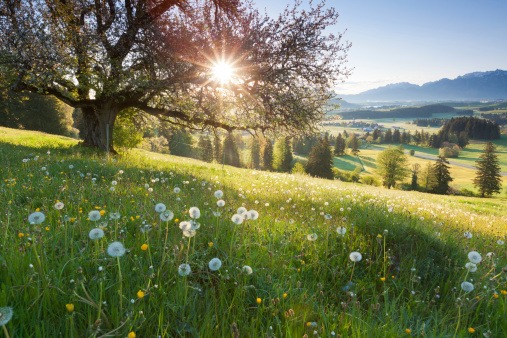 Campagne, champs, soleil filtrant à travers les arbres