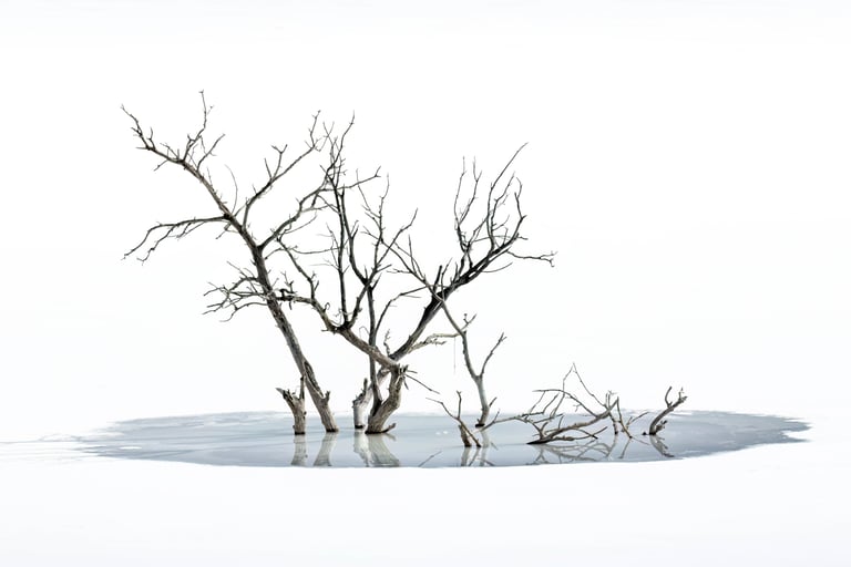 lone tree