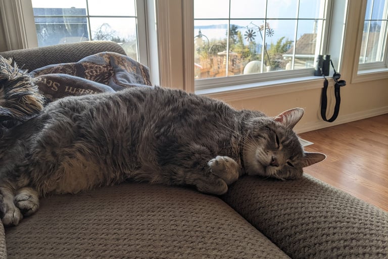 Olympia Cat Sitter