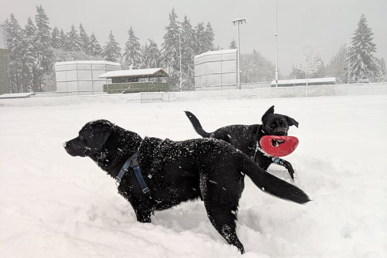 Dogs Playing in the Snow in Olympia WA
