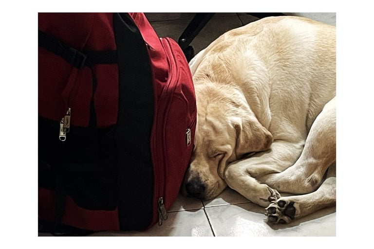 Caesar didn’t want me to leave, apparently :’)