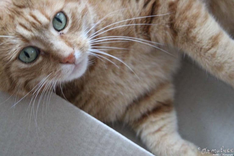 Cat - Photography by Ormulyce  - writer poet photographer