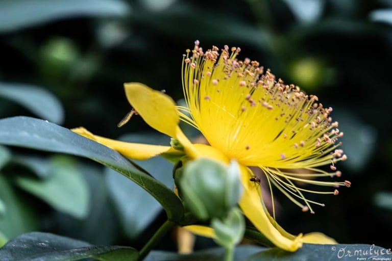 Yellow Flower - Photography by Ormulyce  - writer poet photographer