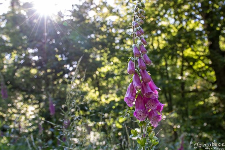 Foxglove - Photography by Ormulyce  - writer poet photographer