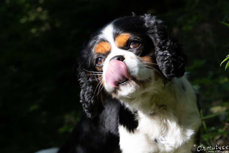 Dog - Photography by Ormulyce  - writer poet photographer