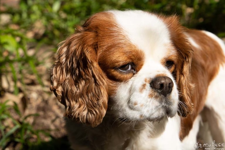 Dog - Photography by Ormulyce  - writer poet photographer