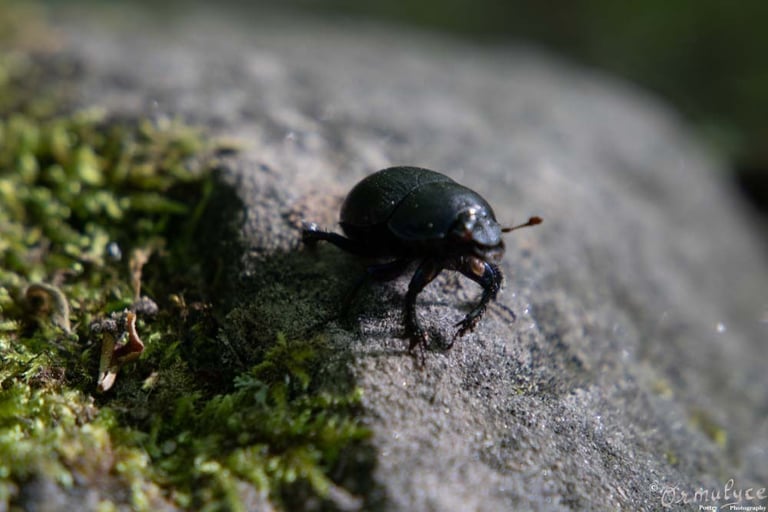 Beetle - Photography by Ormulyce  - writer poet photographer