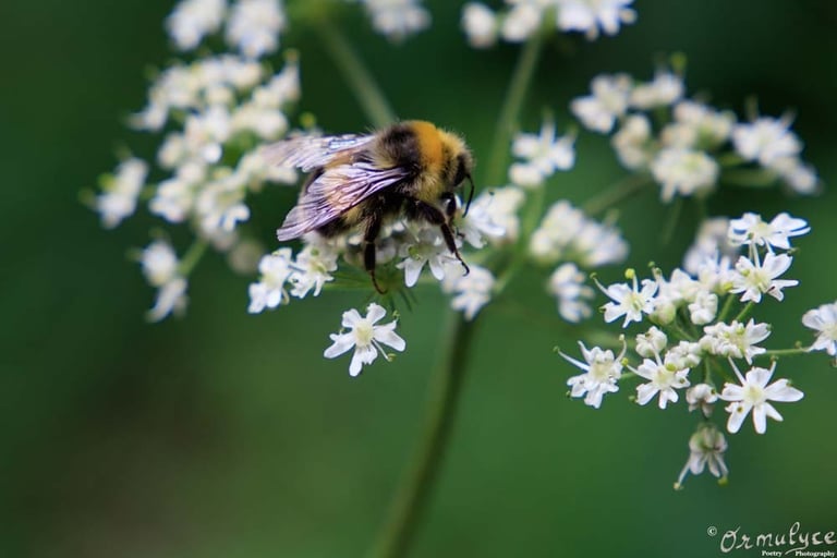 Bumblebee - Photography by Ormulyce  - writer poet photographer