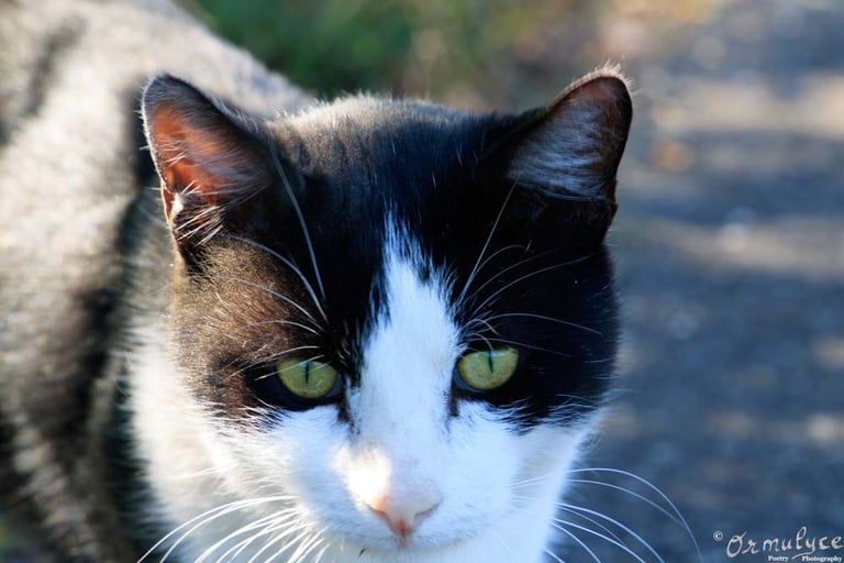 Cat - Photography by Ormulyce  - writer poet photographer