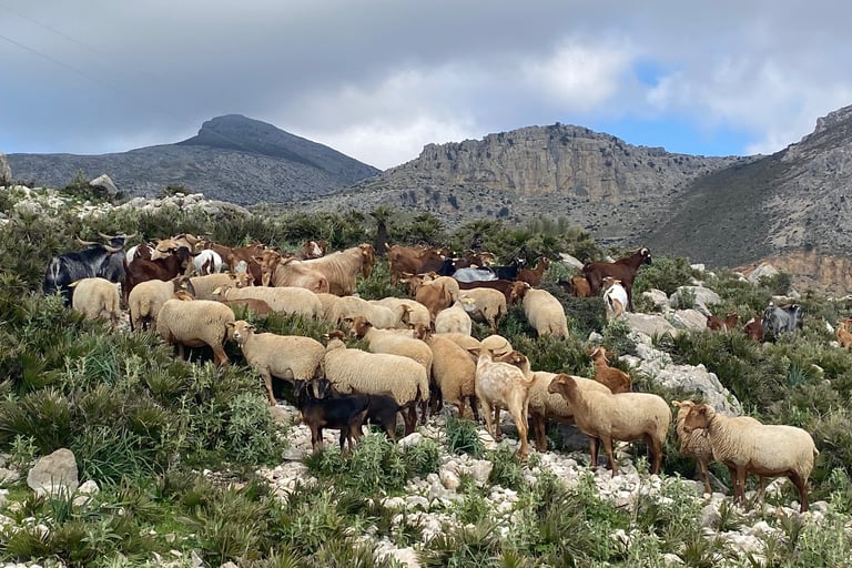 Espagne randonnée troupeau montagne