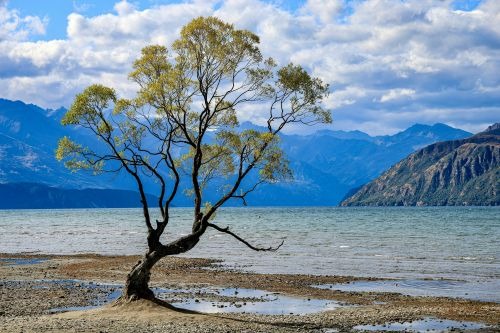 wanaka tree