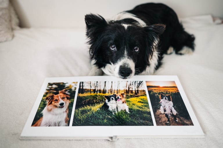 Border collie egy album felett, amiben a róla készült képek vannak