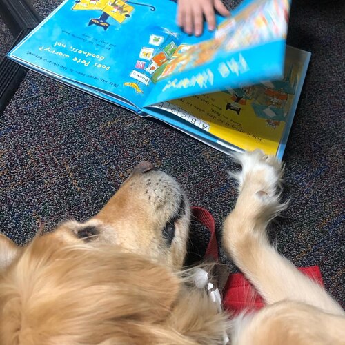 Tender Paws Therapy Dog laying on carpet with open book at its nose.