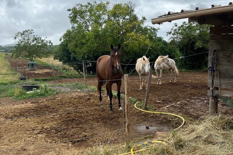 Équitation près de Quillan à Granès