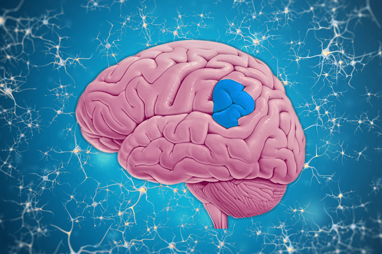 Brain in pink, highlighting the right supramarginal gyrus.