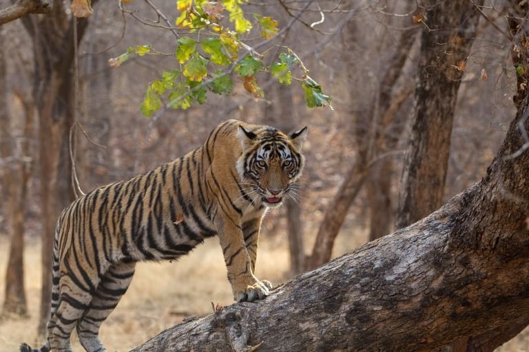 Ranthambore