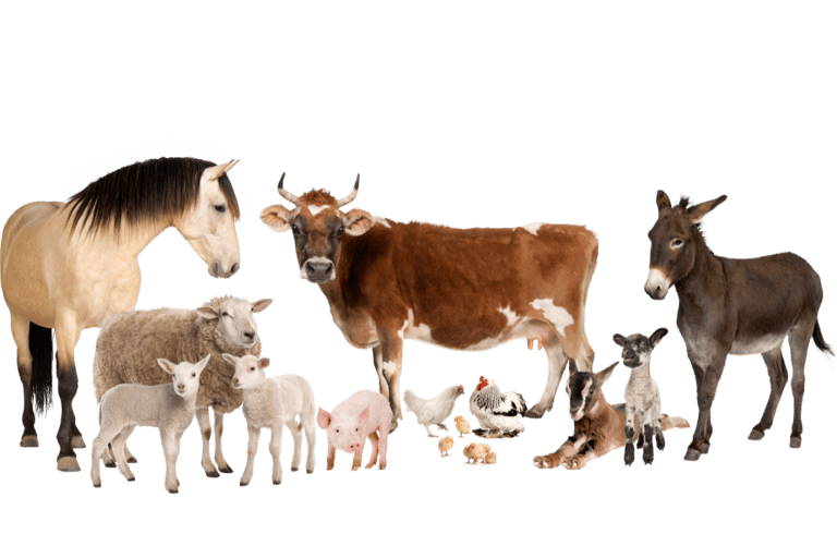 Ostéopathie sur animaux