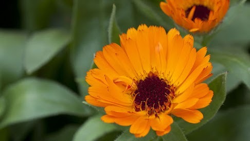 Calendula – The Herb You Need to Keep Close During Dark Times