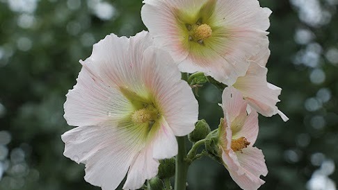 Marshmallow – The Most Powerful Plant for a Healthy Digestive System