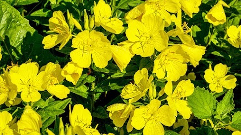 Evening Primrose – A Natural Remedy for Skin and Nerves
