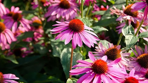 Echinacea – The Most Powerful Immunity Plant You Should Grow
