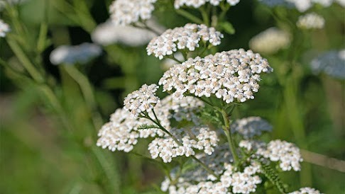 Yarrow – The Backyard Wound Healer