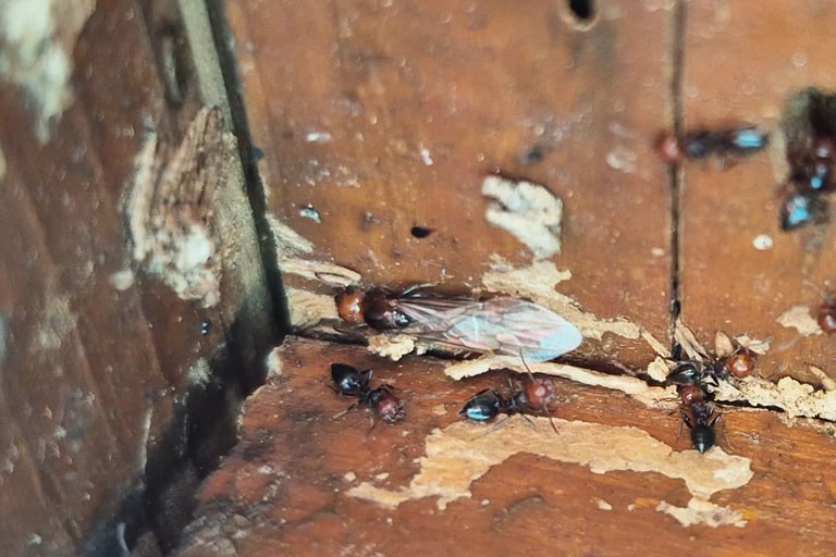 fourmis charpentières maison professionnel