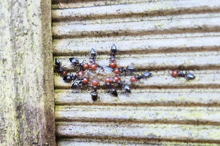 fourmis charpentières extérieur jardin