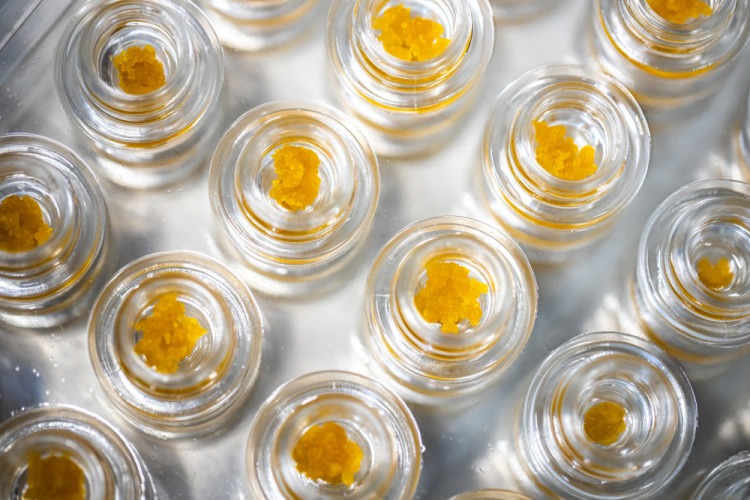 Overhead view of several small glass jars filled with golden cannabis concentrate live resin wax.