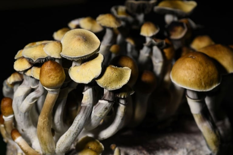 A cluster of Psilocybe cubensis magic mushrooms with golden caps growing in a dark environment.