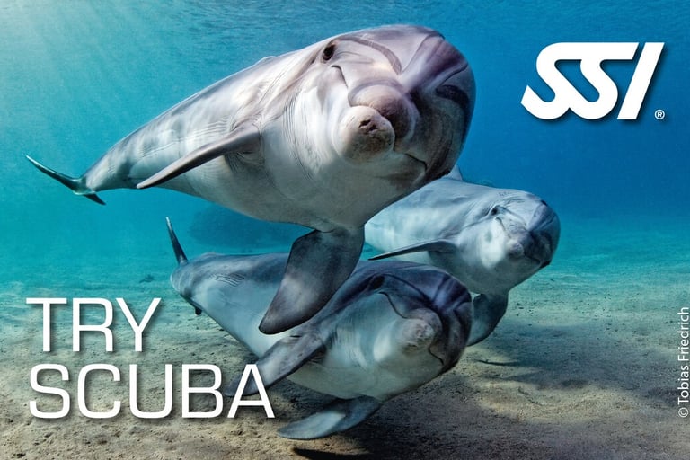 Drei Delphine im Wasser mit Try Scuba SSI Logo von Specialdive