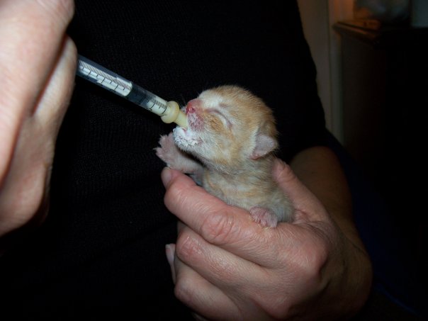 A tiny ginger kitten is being held in one hand while being syringe fed