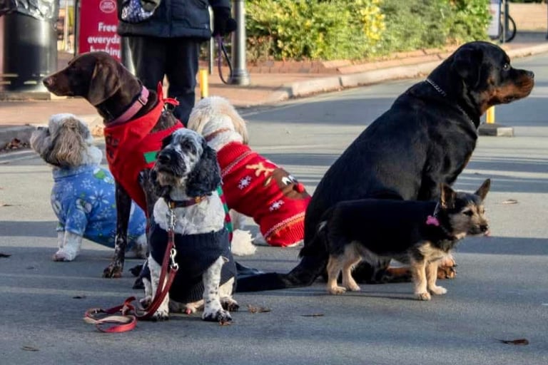 Pads dogs in a Christmas display
